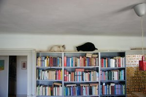 Wutz Lala Catwalk.jpg