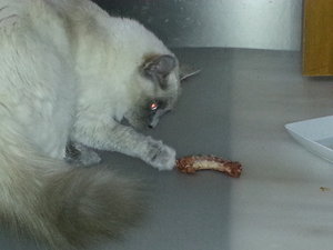 Xynthija tötet Hühnerhals.jpg