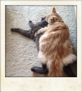 Loushes und Pitu Kuscheln.jpg