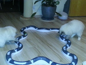 Siva & Xynthija 1.jpg