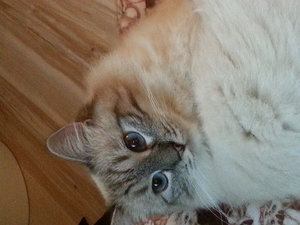 Siva & Xynthija 2.jpg