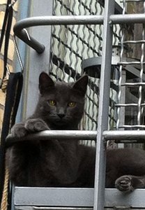 Cindy für Suchplakat.jpg