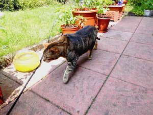 Pio auf Terrasse 1.jpg