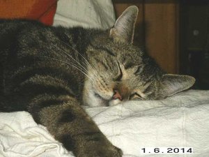 Rhino - ohne Worte.jpg