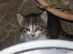 SDC13517 (1024x768).jpg