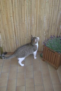 Edward mag Lavendel.jpg