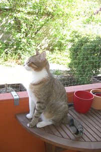 Edward auf dem Balkon.jpg