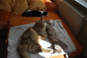 Ankunft T-Jay und Van 550.jpg