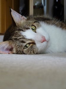 DSC08890 (474x640) (2).jpg