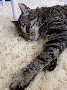 DSC08934 (473x640).jpg