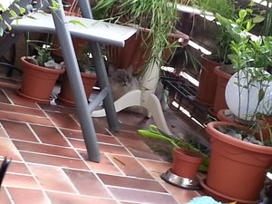 Quirlie  1. mal Balkon.jpg