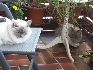 Quirlie  Balkon 2.jpg