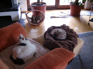 Katzen (12).JPG