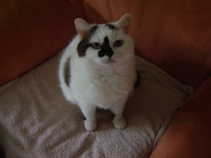 Katzen (16).JPG