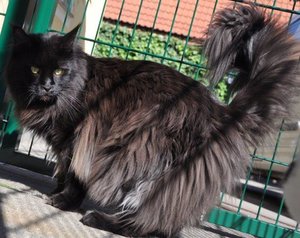 Freigehege 2 194.jpg