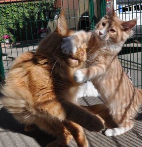 Freigehege 2 228.jpg