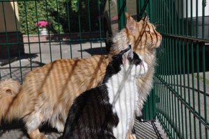 Freigehege 2 349.jpg