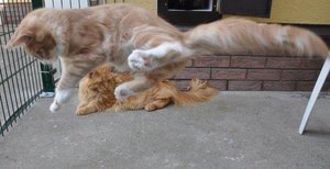 Freigehege 2 554.jpg