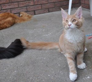 Freigehege 2 569.jpg