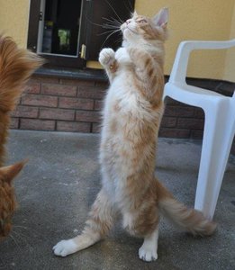 Freigehege 2 685.jpg