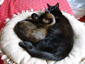 kuschelalarm 004.JPG