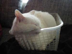 IMGP1097 (800x600).jpg