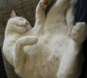 IMGP1501 (800x714).jpg