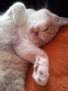 hexana_schläft.jpg