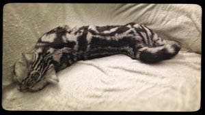 ImageUploadedByTapatalk1404489852.856917.jpg ImageUploadedByTapatalk1404489852.856917.jpg