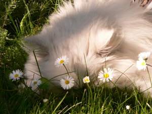 garten, Muggel in den Gänseblümchen 007.JPG