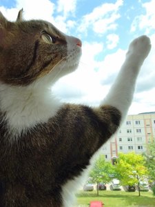 DSC09371 (480x640).jpg