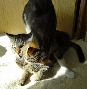 DSC09486 (619x640).jpg