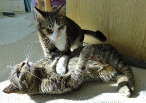 DSC09488 (640x452).jpg