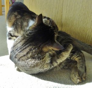 DSC09489 (640x614).jpg