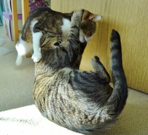 DSC09490 (640x581).jpg