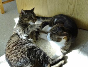 DSC09493 (640x485).jpg