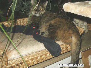 Kaija und die Socke 2.jpg