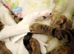 DSC09418 (640x471).jpg