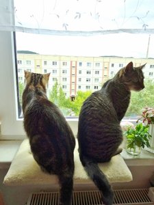 DSC09426 (480x640).jpg