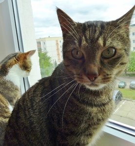 DSC09428 (590x640).jpg