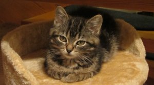 Sternenkätzchen Nikky.JPG