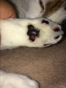 ImageUploadedByTapatalk1405943179.355672.jpg ImageUploadedByTapatalk1405943179.355672.jpg