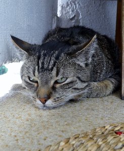 DSC00559 (521x640).jpg