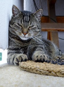 DSC00536 (472x640).jpg