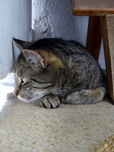 DSC00561 (480x640).jpg