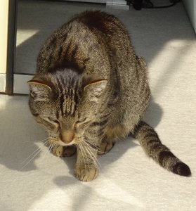 DSC00275 (594x640).jpg