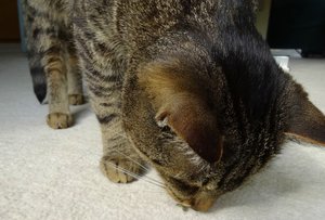 DSC00267 (640x433).jpg