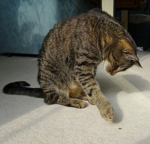 DSC00268 (640x616).jpg