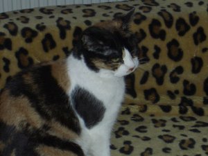 2009-01-31 00.12.39.jpg