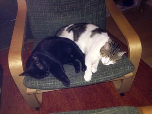 ImageUploadedByTapatalk1407883031.882296.jpg ImageUploadedByTapatalk1407883031.882296.jpg